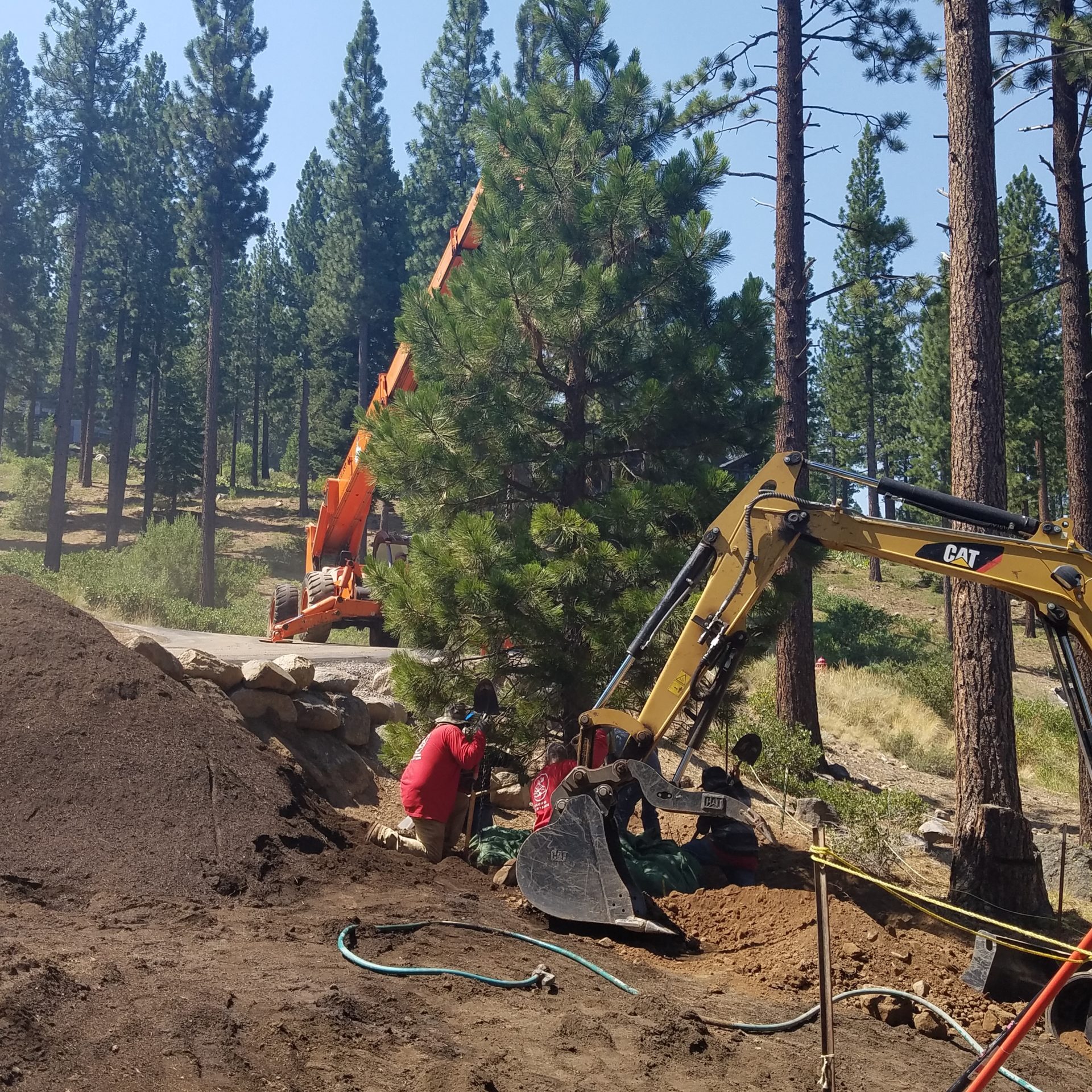truckee-landscaping-trees